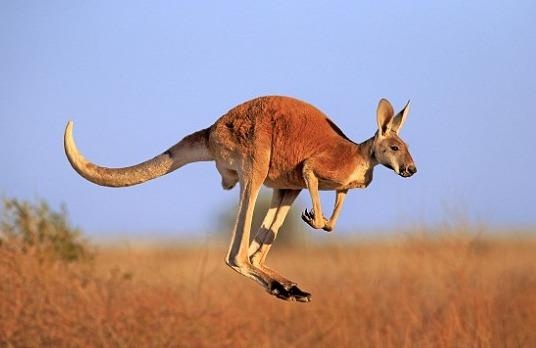 Kangaroo tan cong lam 3 nguoi bi thuong o Australia hinh anh