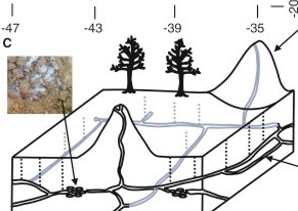 siêu thành phố của loài mối của brazil ảnh 4 sieu thanh pho cua loai moi cua brazil anh 4