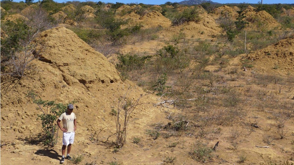 siêu thành phố của loài mối của brazil ảnh 1 sieu thanh pho cua loai moi cua brazil anh 1