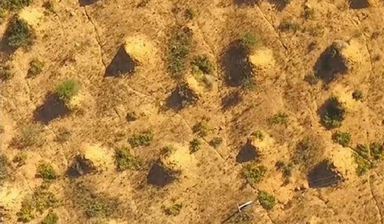 siêu thành phố của loài mối của brazil ảnh 5 sieu thanh pho cua loai moi cua brazil anh 5