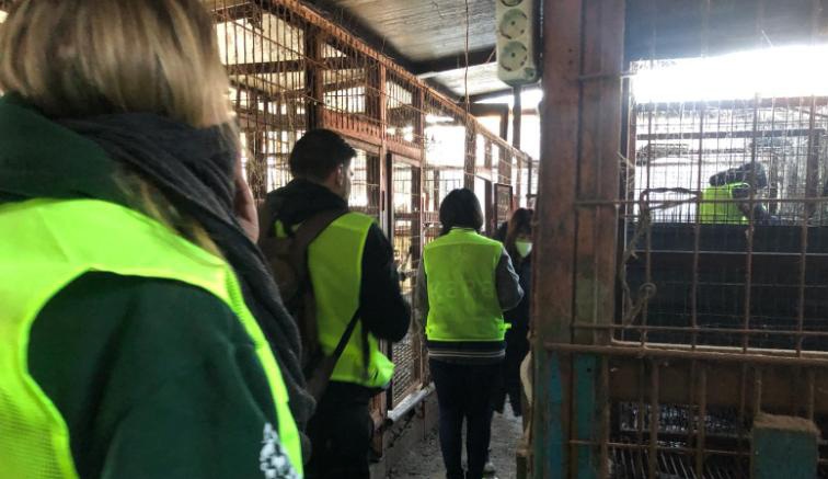 Han Quoc dong cua co so giet mo cho lon nhat nuoc nay hinh anh