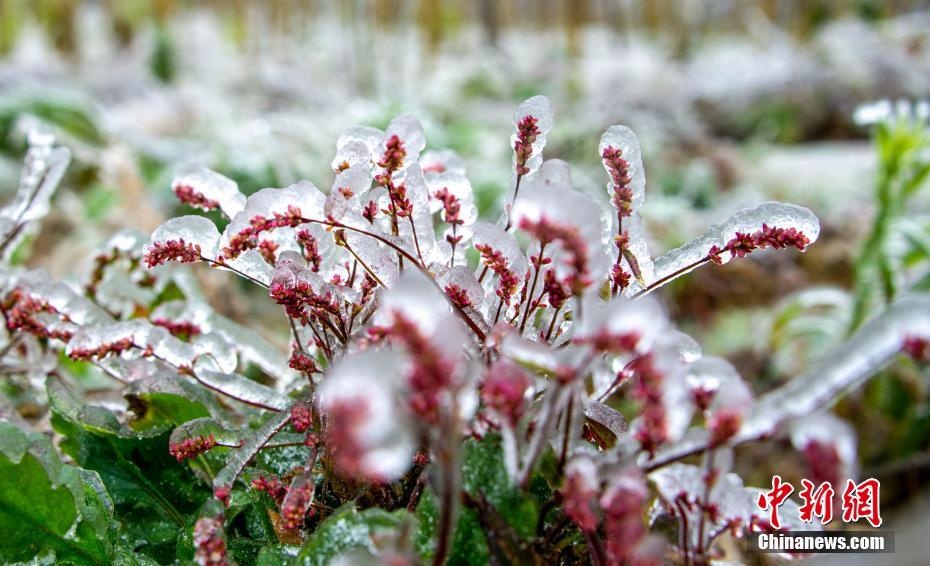 tuyết rơi ở trung quốc ảnh 5 tuyet roi o trung quoc anh 5