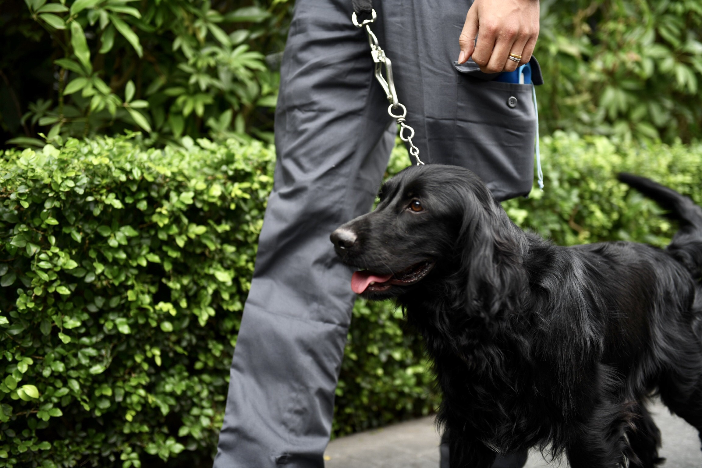 chó nghiệp vụ rà mìn khách sạn melia ảnh 6 cho nghiep vu ra min khach san melia anh 6