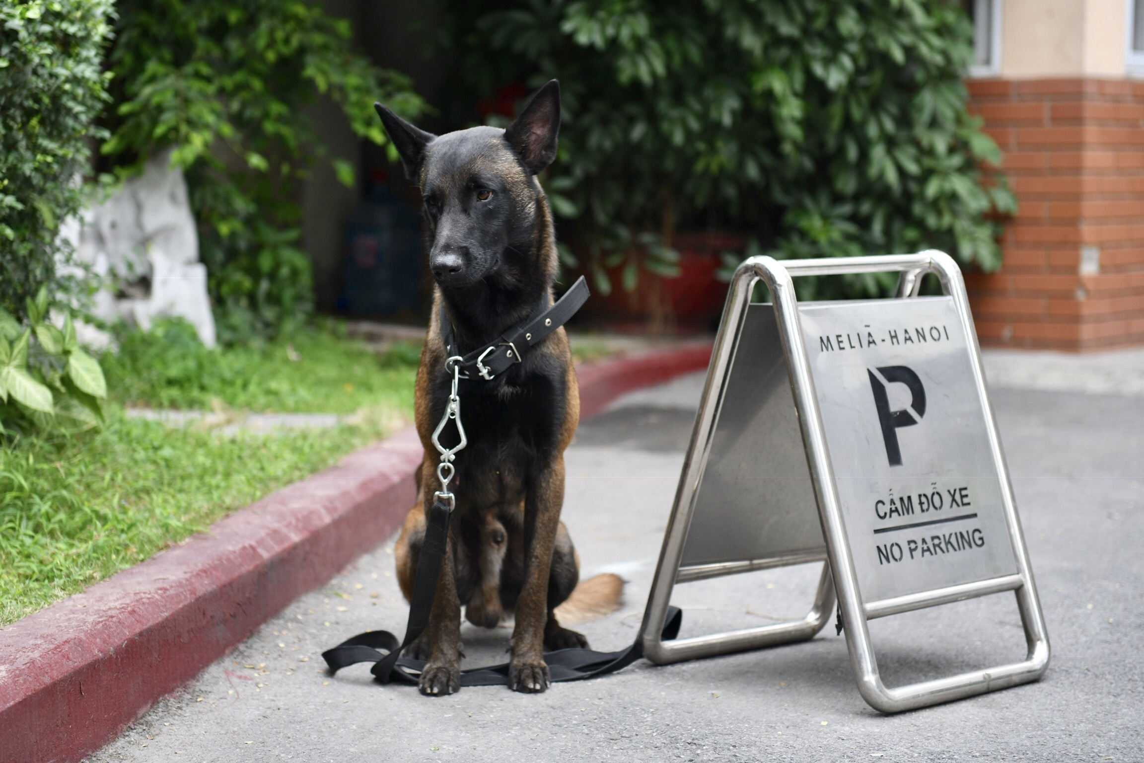 chó nghiệp vụ rà mìn khách sạn melia ảnh 10 cho nghiep vu ra min khach san melia anh 10