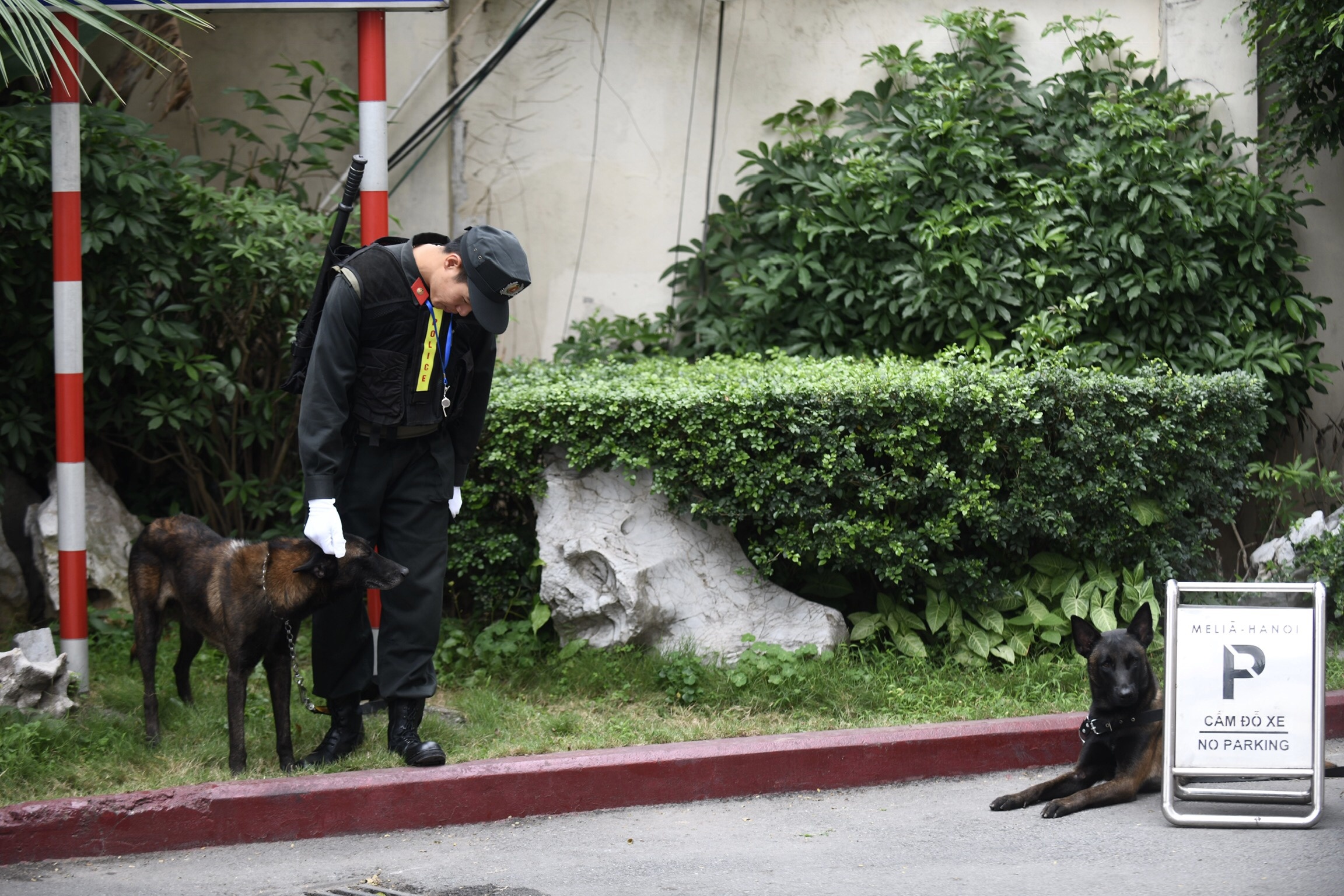 chó nghiệp vụ rà mìn khách sạn melia ảnh 9 cho nghiep vu ra min khach san melia anh 9