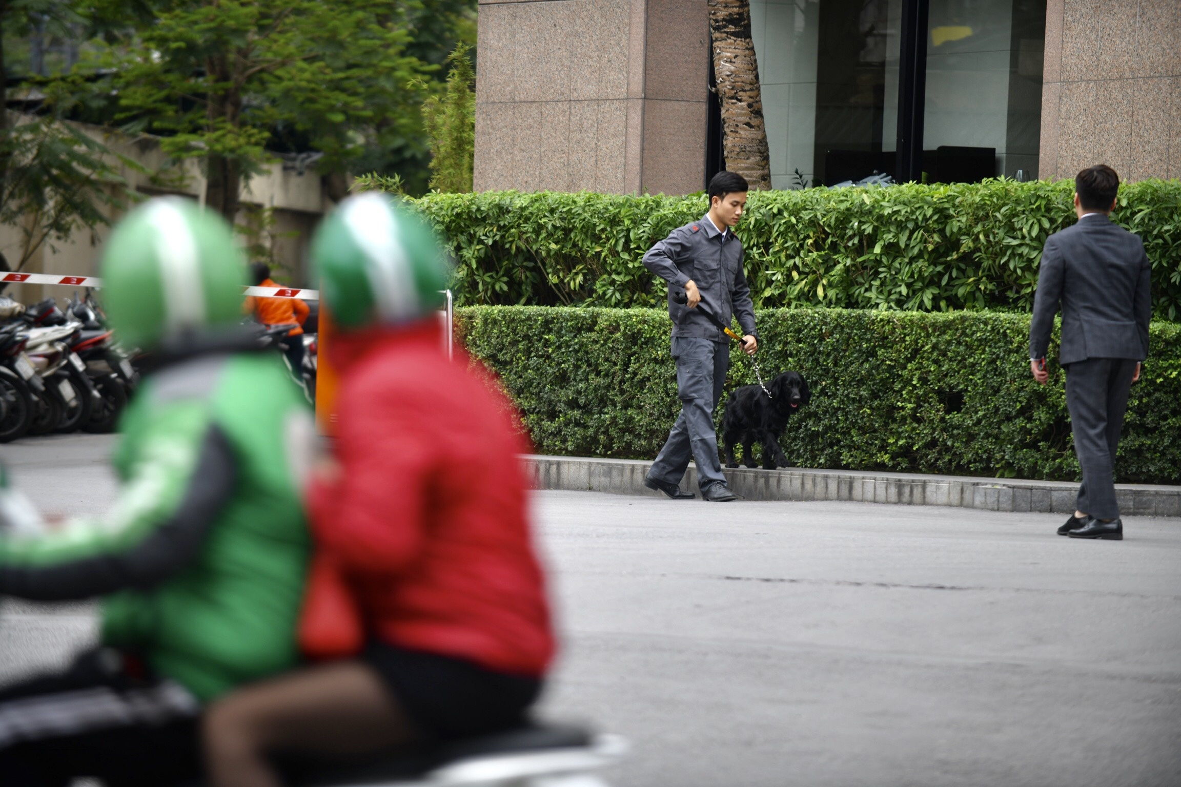 chó nghiệp vụ rà mìn khách sạn melia ảnh 7 cho nghiep vu ra min khach san melia anh 7