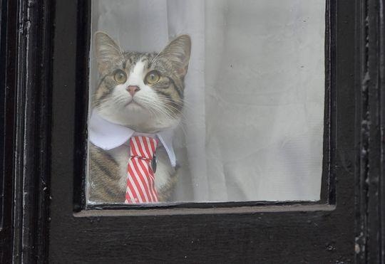 Con meo cua nha sang lap WikiLeaks o dau khi ong bi bat? hinh anh