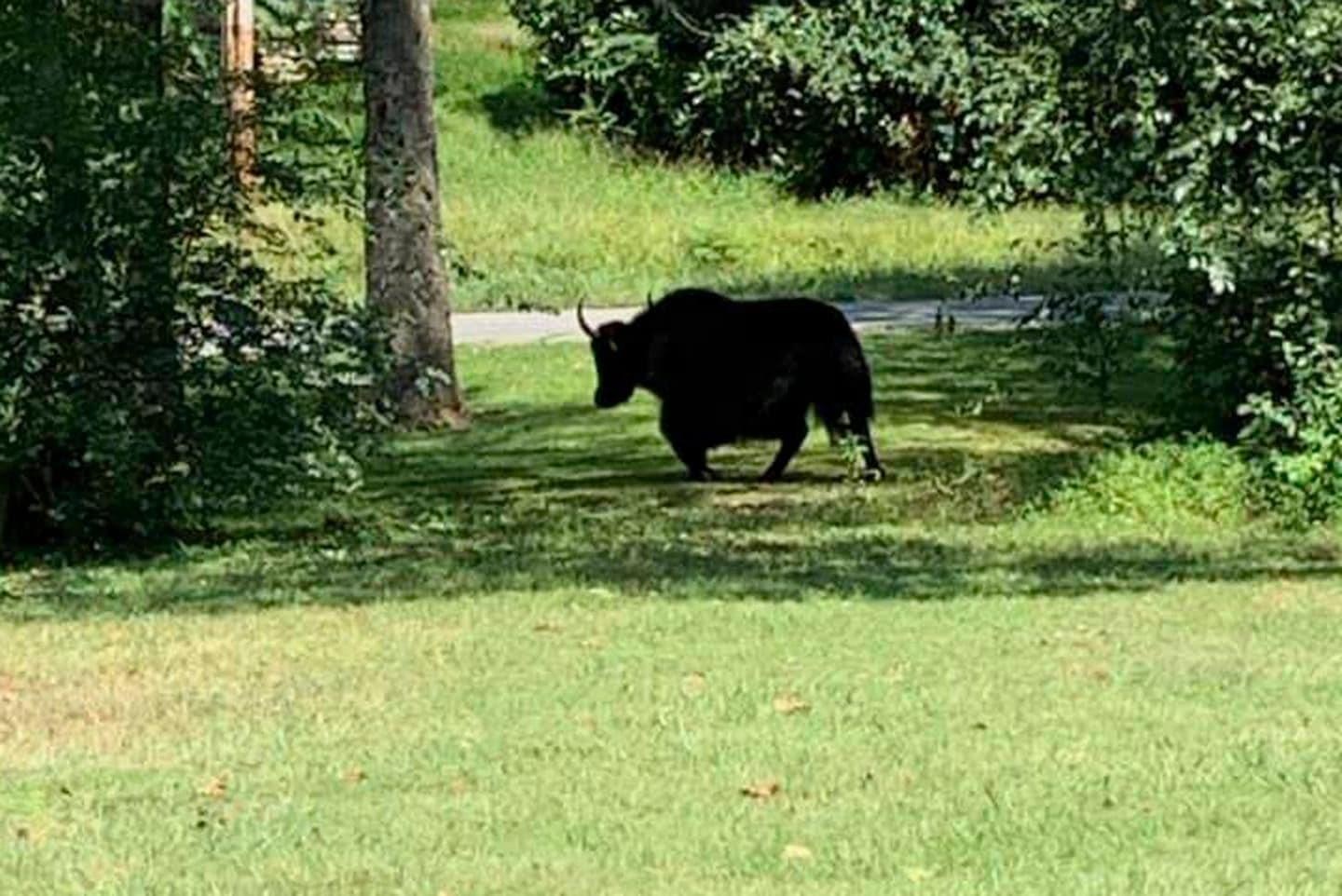 Tron thoat tren duong toi lo mo, bo Tay Tang bi xe can chet hinh anh