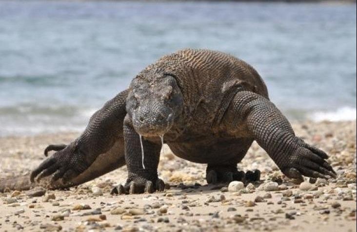 Indonesia huy ke hoach dong cua dao rong Komodo hinh anh