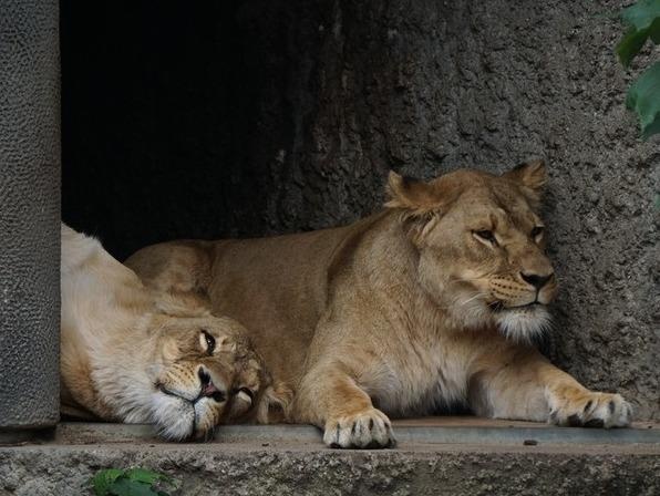 Chang trai vao chuong nam voi su tu, khong cho ai cuu o An Do hinh anh
