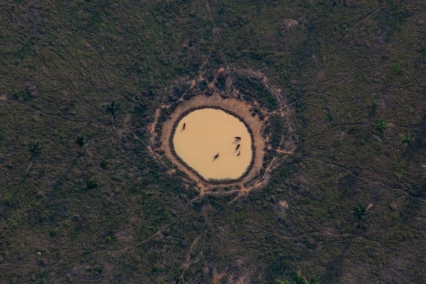 đốt rừng amazon ở brazil ảnh 3 dot rung amazon o brazil anh 3