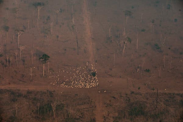 đốt rừng amazon ở brazil ảnh 5 dot rung amazon o brazil anh 5