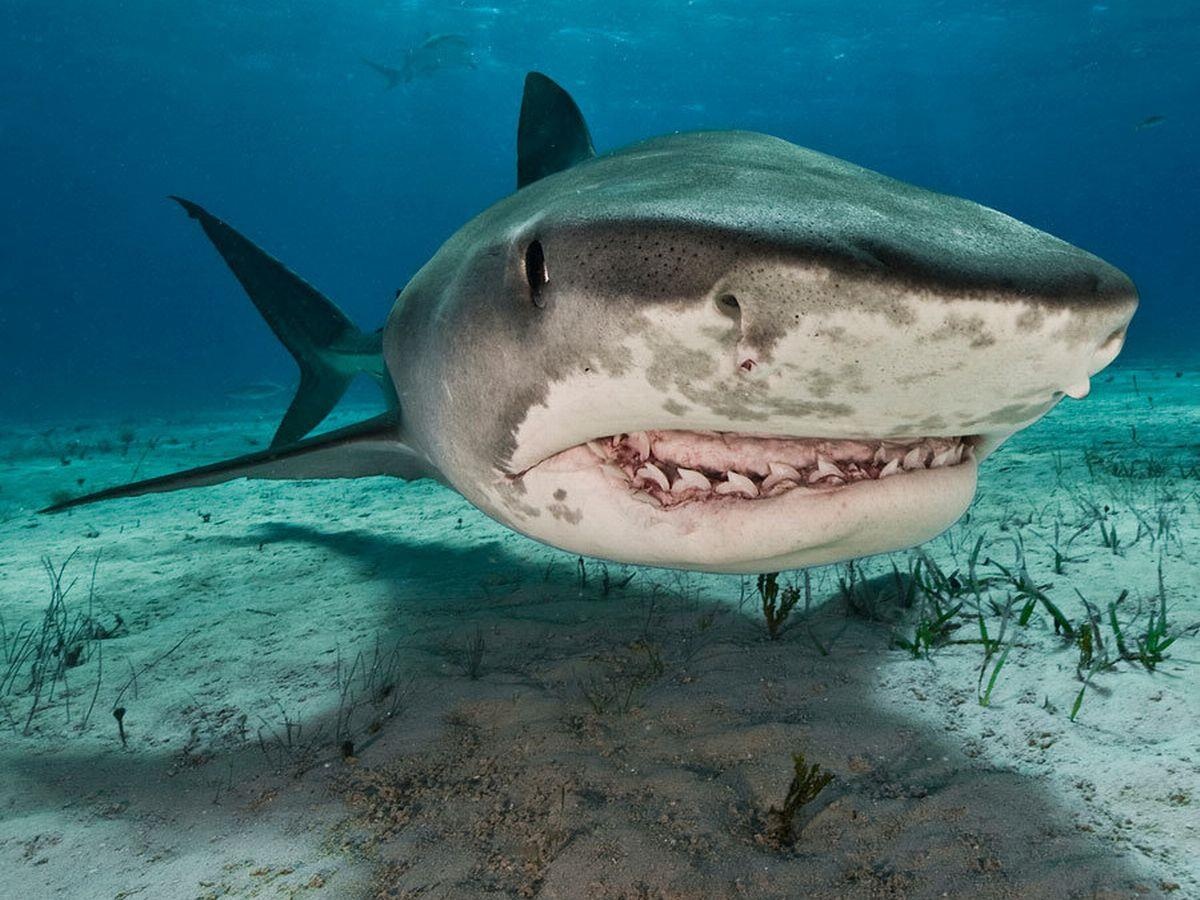 Phat hien ban tay deo nhan cuoi trong bung ca map ho o Phap hinh anh