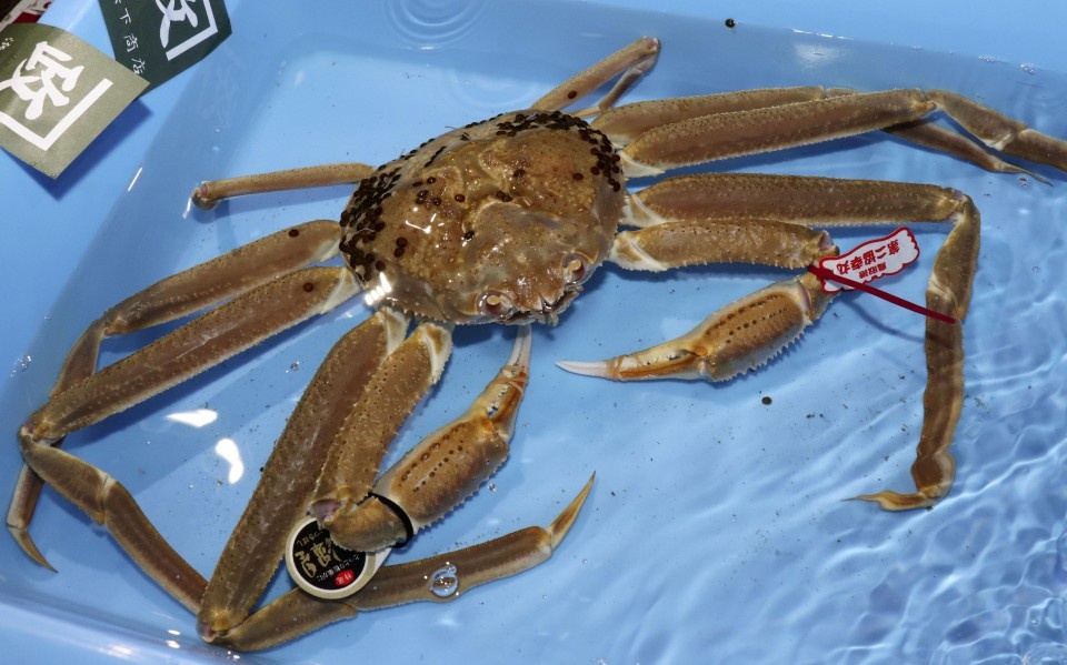 cua tuyết giá kỷ lục ảnh 1 cua tuyet gia ky luc anh 1