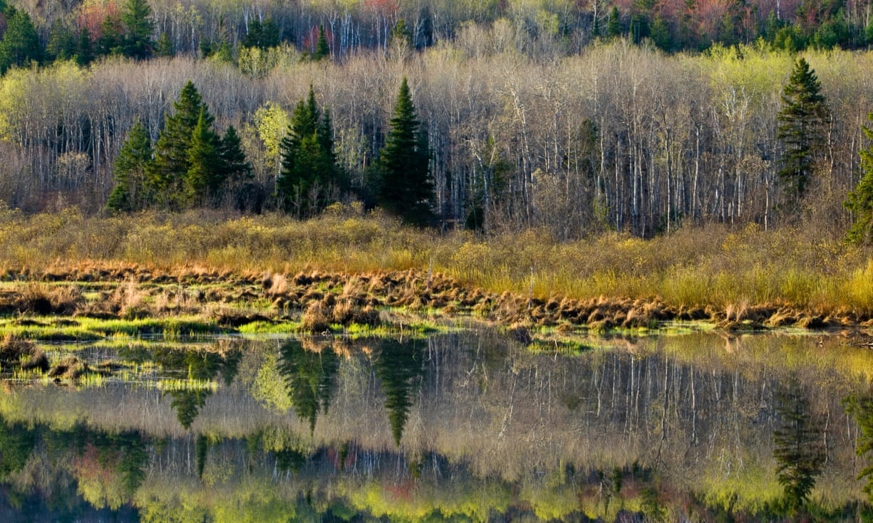 Tieng keu bi an trong rung Canada hinh anh