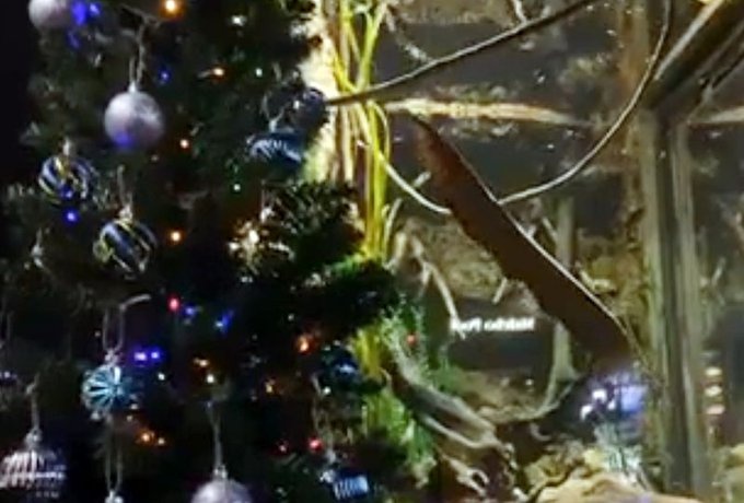 Luon phong dien cuc manh khi phan khich, thap sang cay thong Noel hinh anh