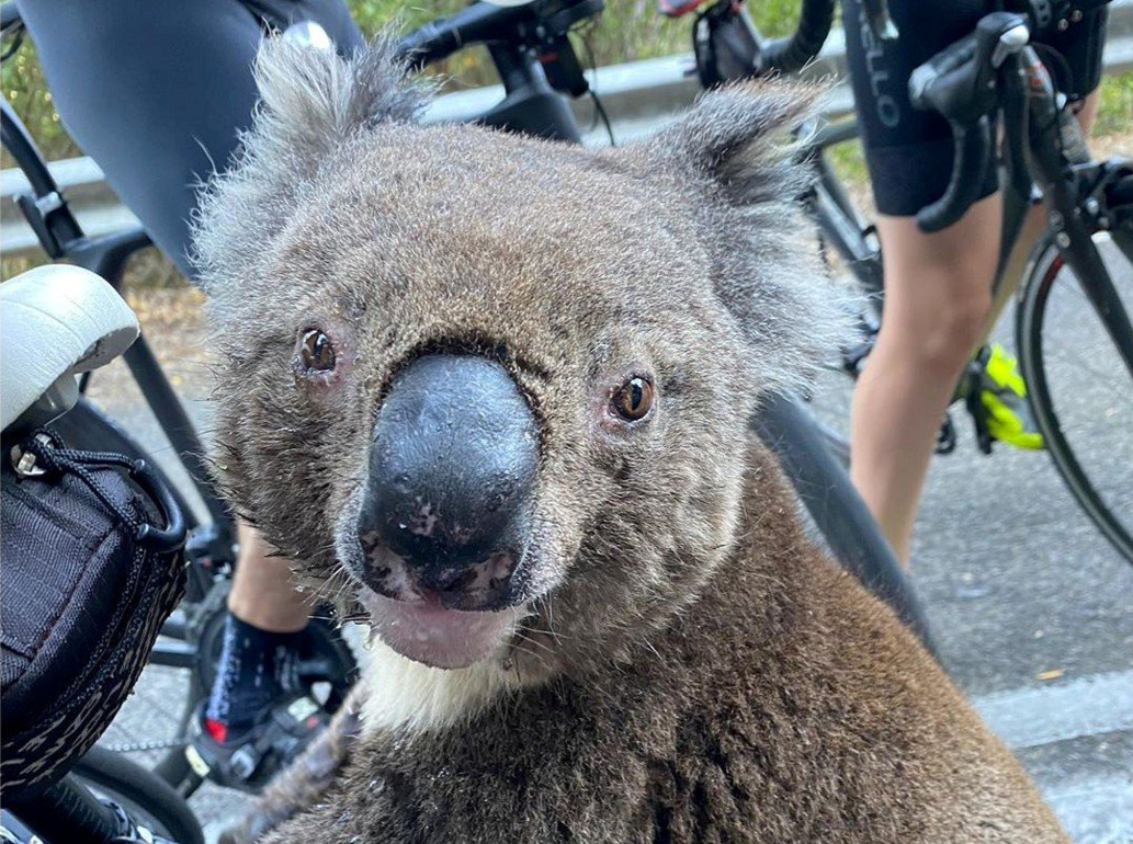 Chay rung tan pha Australia, gau tui chan nguoi dap xe de xin nuoc hinh anh