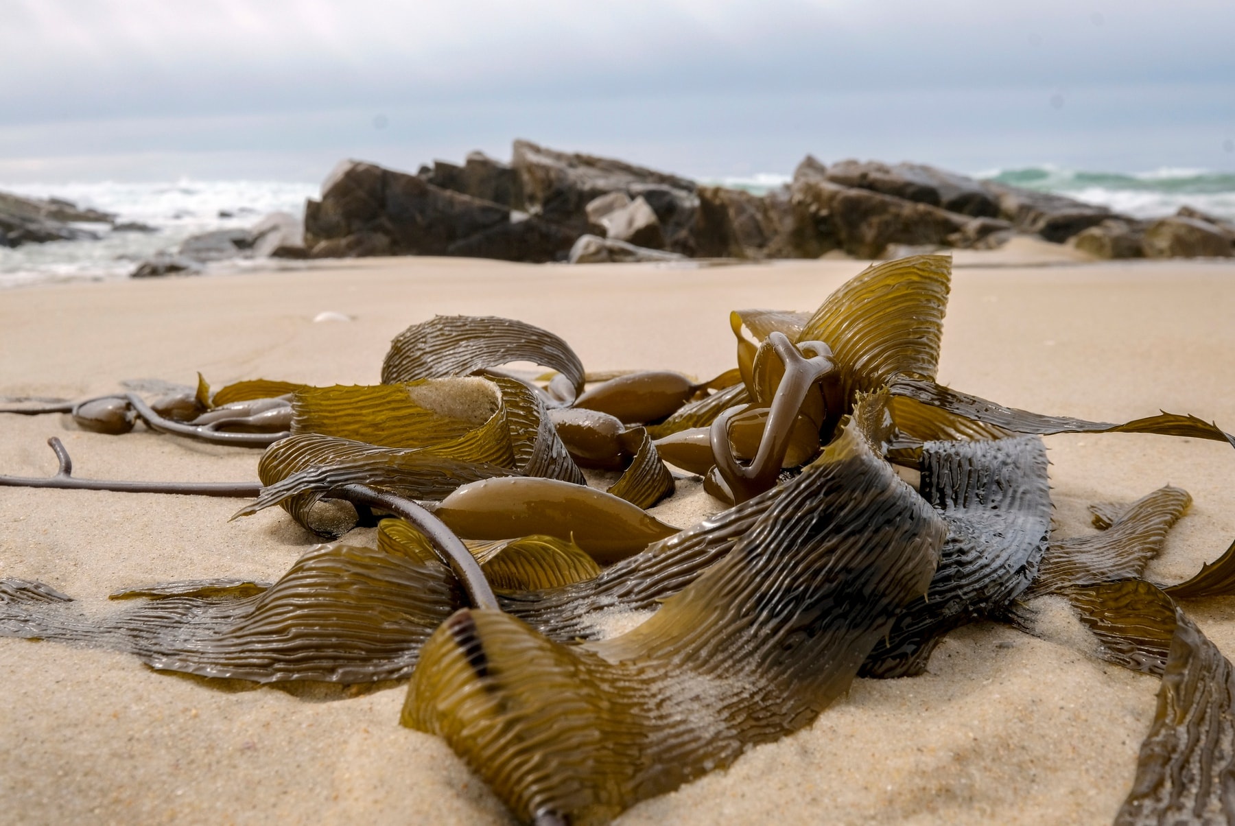 giai cuu dong vat khoi bien lua o australia anh 10
