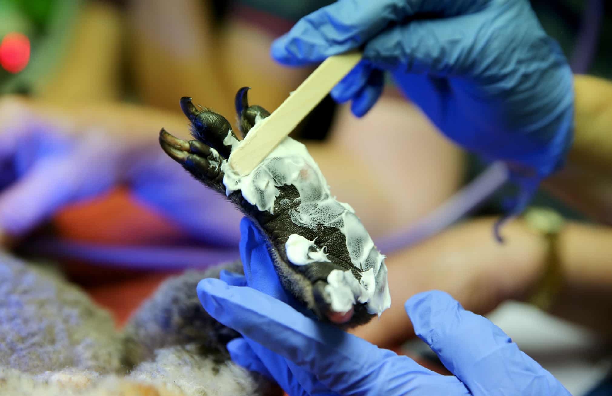 giai cuu dong vat khoi bien lua o australia anh 4