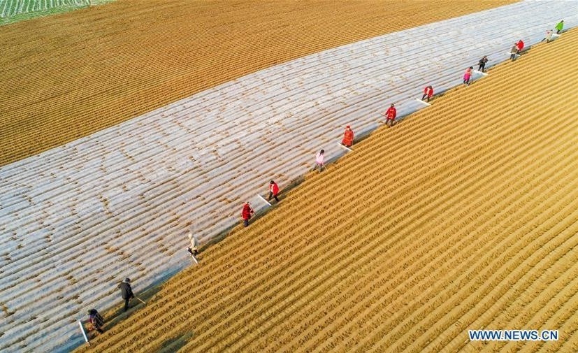 Nong dan Trung Quoc quay lai san xuat giua dich benh hinh anh
