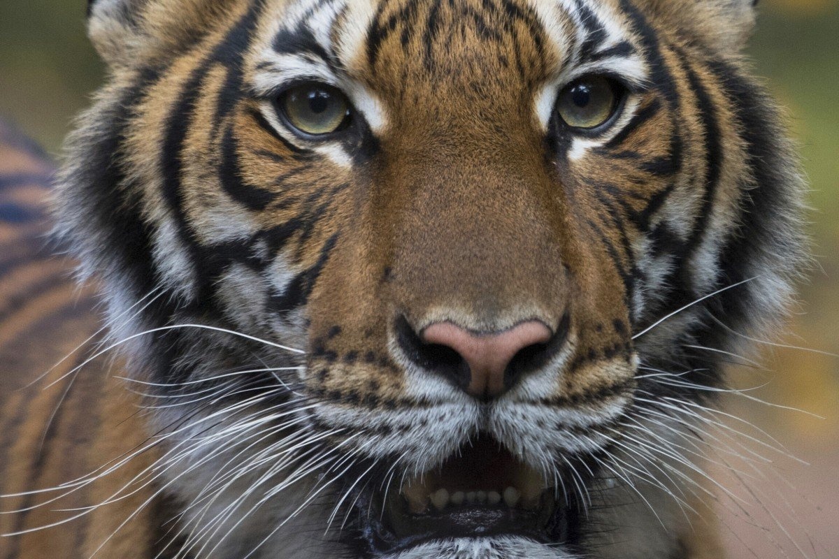 Ho o so thu New York duong tinh voi virus corona hinh anh