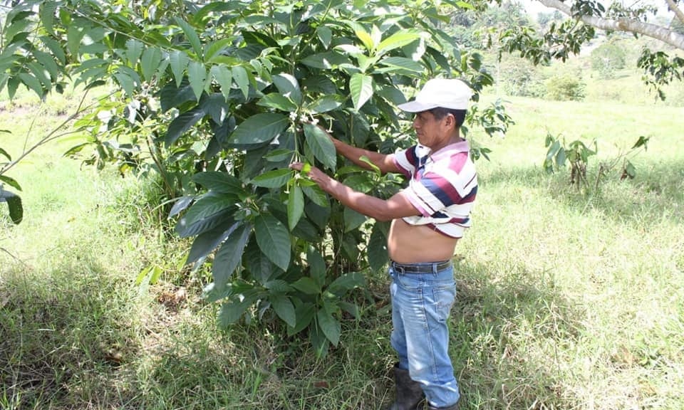 Phap su Maya bi thieu song o Guatemala hinh anh