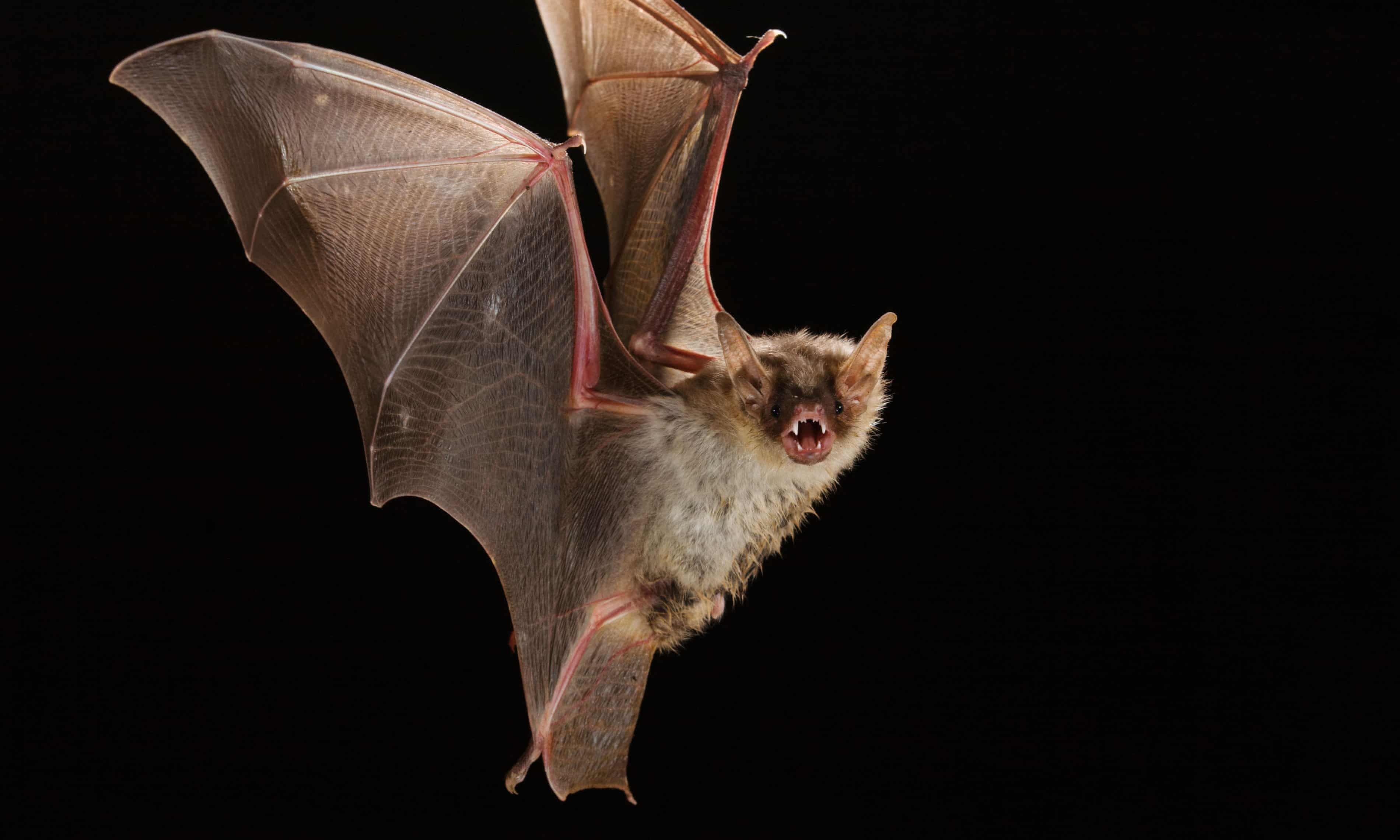 Thai Lan bat ngo xet nghiem hang loat doi mong ngua hinh anh