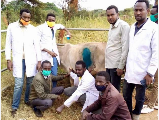 Bac si mo bung bo lay ra 50 kg nhua hinh anh