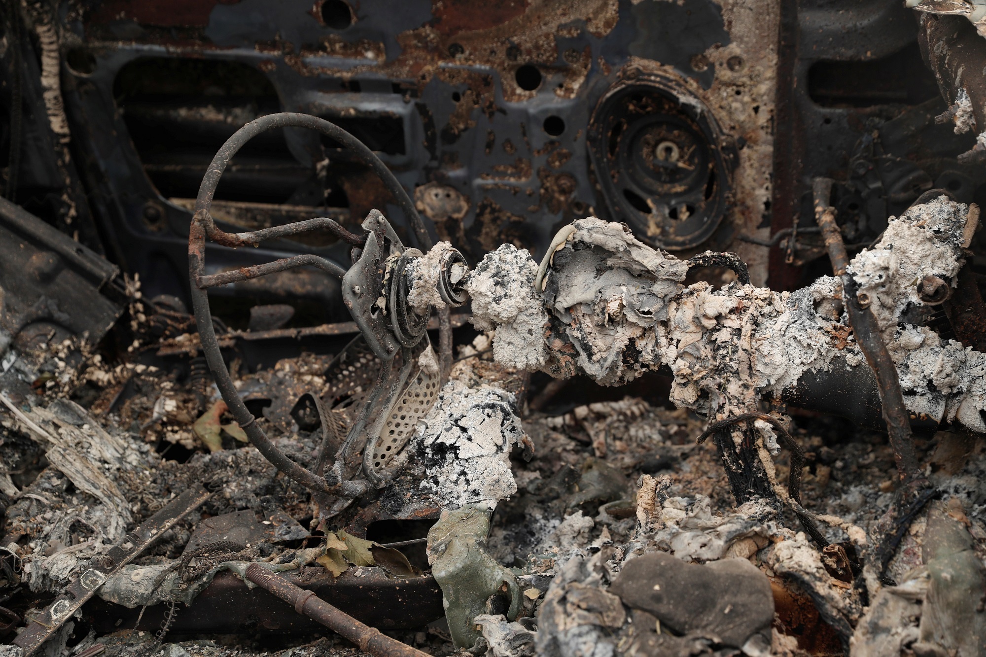 canh tan the vi chay rung o bo tay my anh 11