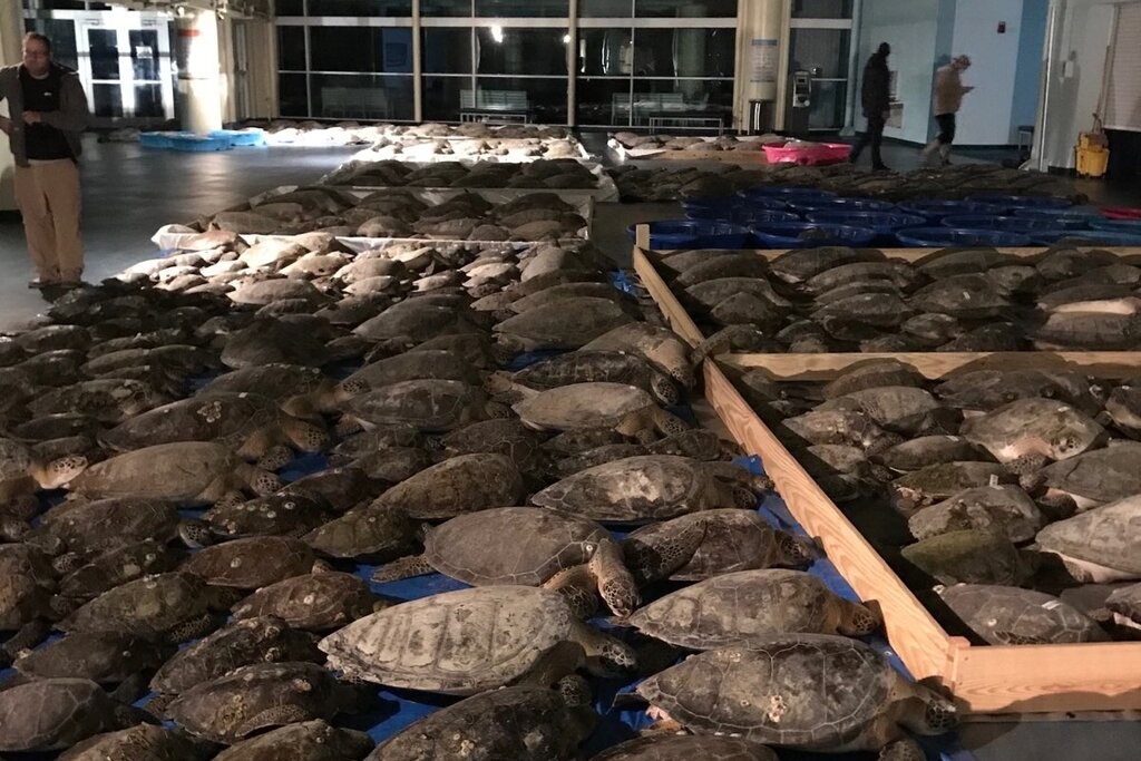 3.500 con rua 'bat tinh' vi lanh ky luc o My hinh anh