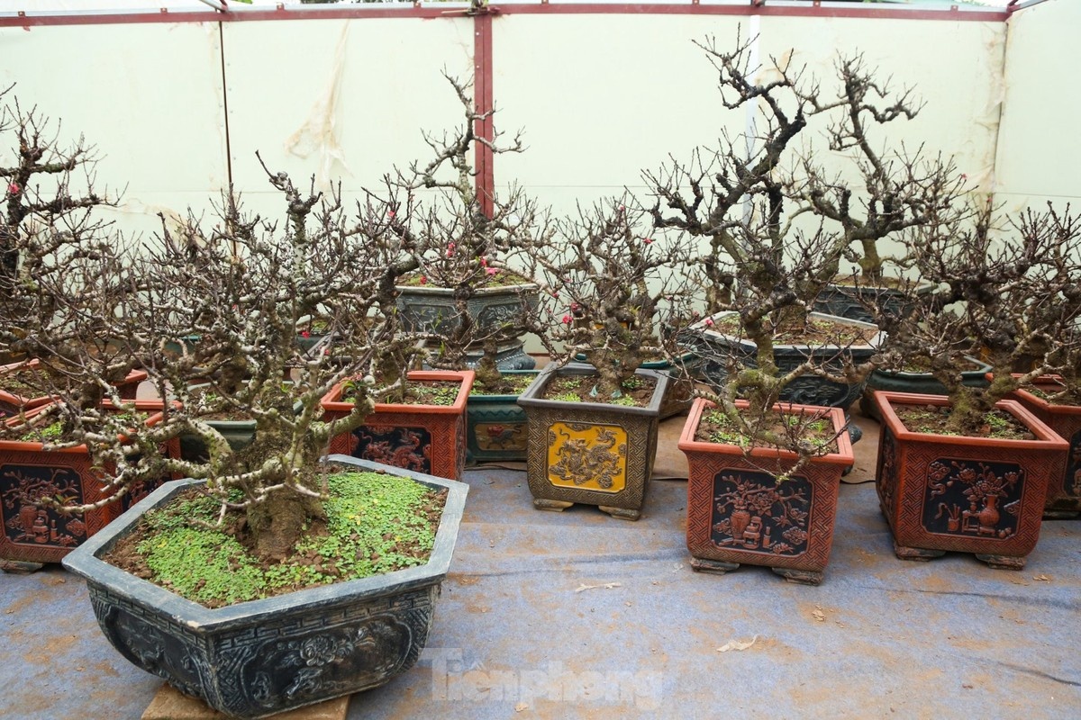 Cham soc dao that thon anh 1