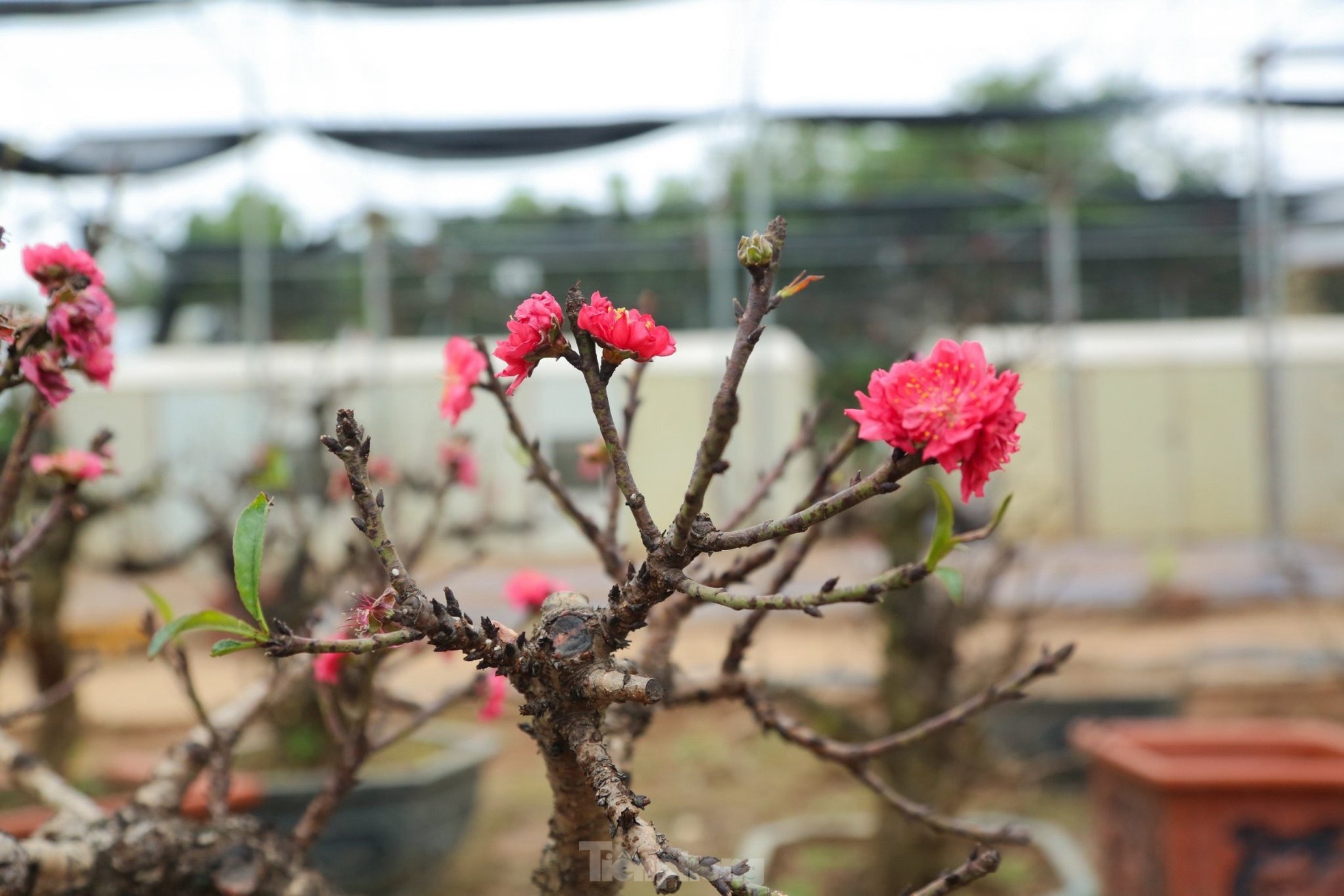 Can canh dao tien Vua 'ngu' phong dieu hoa cho don Tet hinh anh