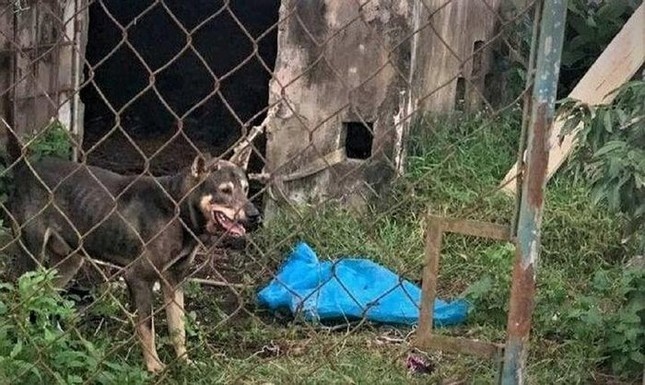 Nu cong nhan bi cho nuoi can tu vong o phong tro hinh anh