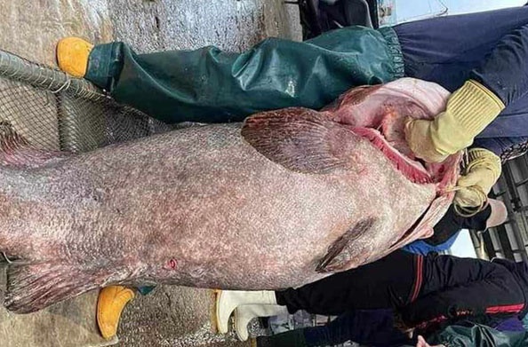 Bat duoc con ca mu bien 'khung' nang gan 70 kg hinh anh