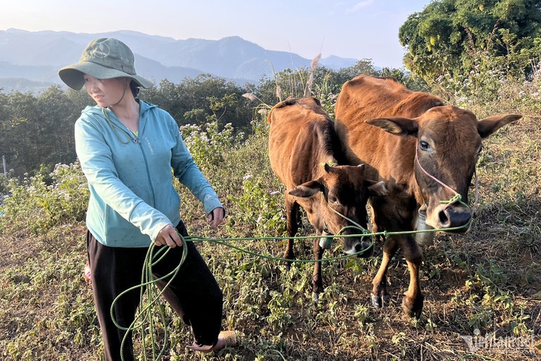 Chu tich huyen Dien Bien len tieng viec bat thuong cap bo cho ho ngheo hinh anh