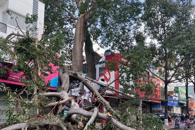 cay da tram tuoi anh 1