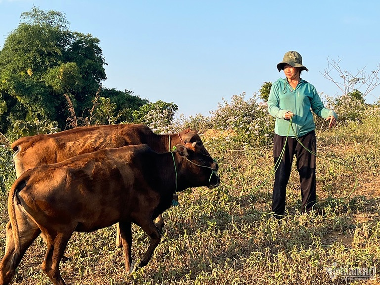 Vu cap bo cho ho ngheo: Lo dien them don vi cung ung lam gia ho so hinh anh