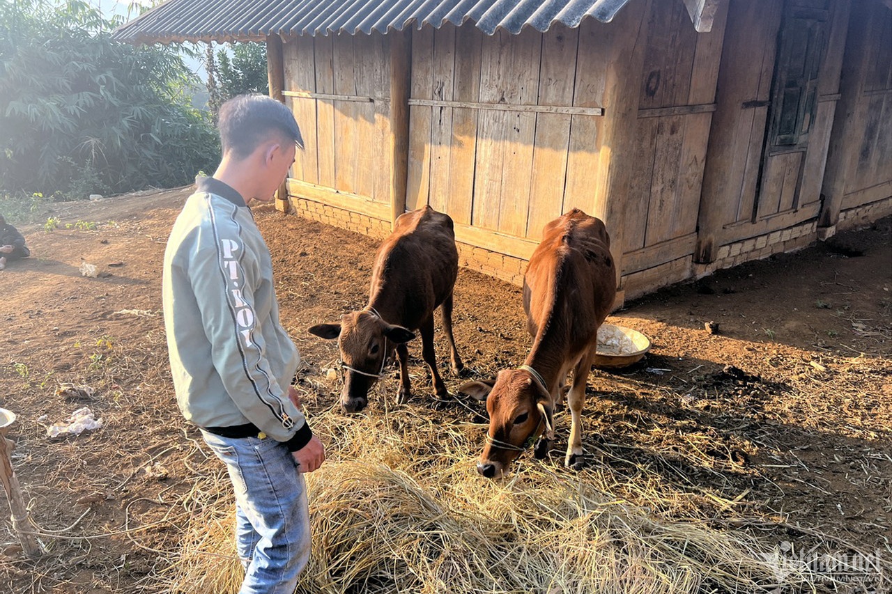 Chu tich huyen Dien Bien noi ve doanh nghiep cung ung bo Dai Thanh hinh anh