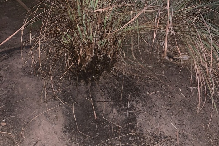 chay bat thuong anh 1