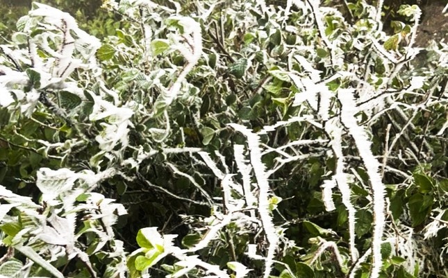 Yen Bai chu dong phong, chong ret dam, ret hai hinh anh