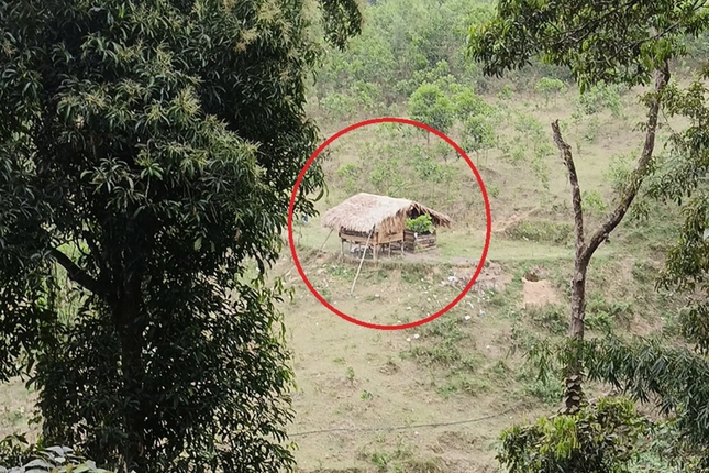 ban ma tuy trong rung anh 2