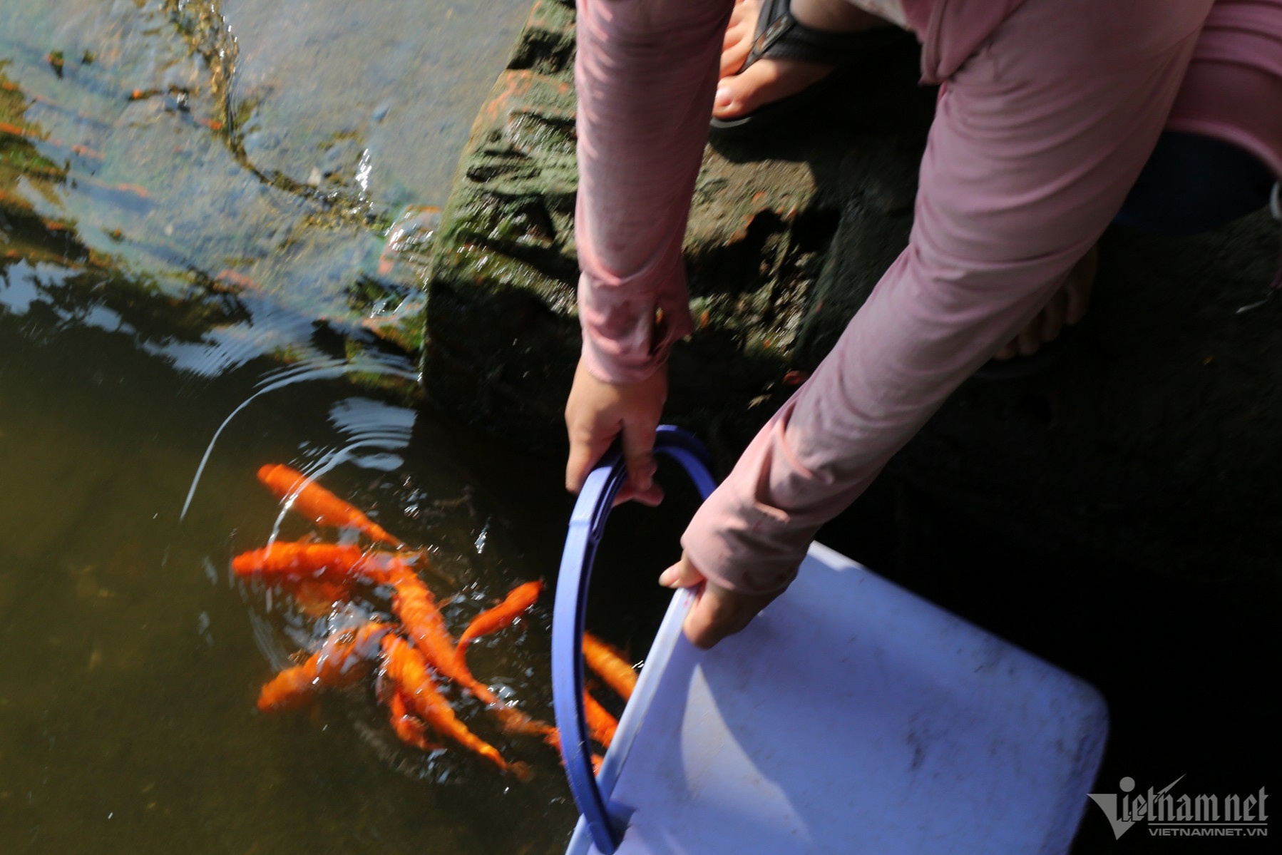 chich dien ca phong sinh anh 1