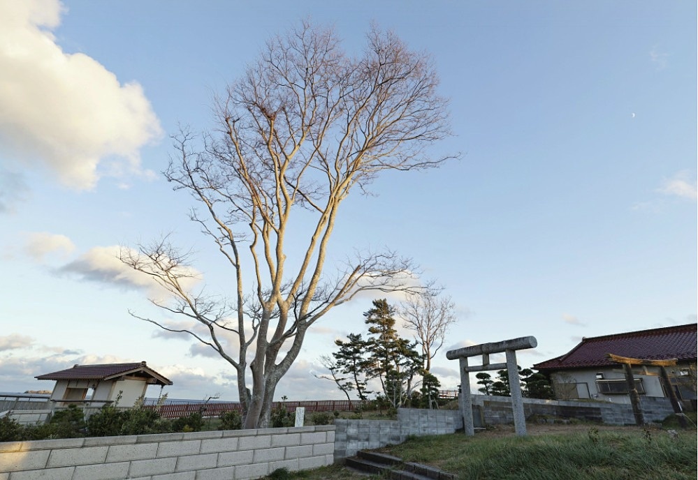 Mot cai cay cuu 8 mang nguoi trong song than hinh anh