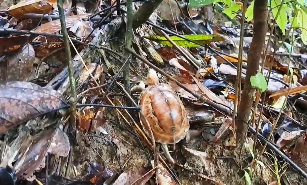 Phat hien rua hop tran vang mien Trung quy hiem bo vao nha hinh anh