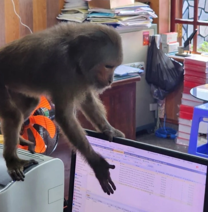 khi duoi dai pha phach anh 1