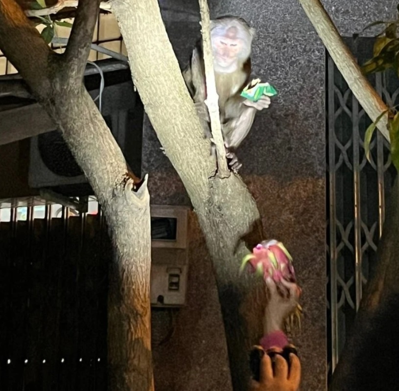 khi duoi dai pha phach anh 2