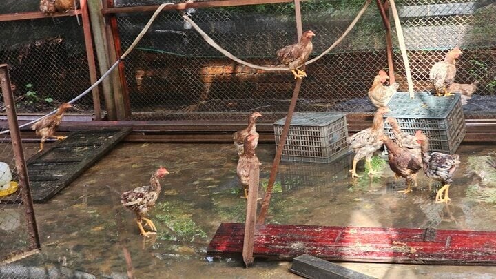 Ky luat chu tich xa de ga cho nguoi ngheo 'di lac' vao nha nguoi than hinh anh