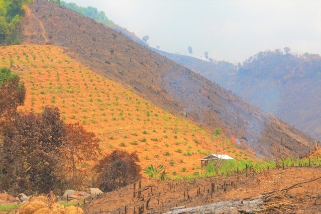 Hon 27.000 ha rung tu nhien suy giam, Dak Lak kiem diem 90 ca nhan hinh anh