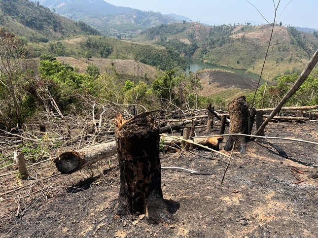 Khoi to 5 doi tuong trong vu pha rung quy mo lon o Kon Tum hinh anh
