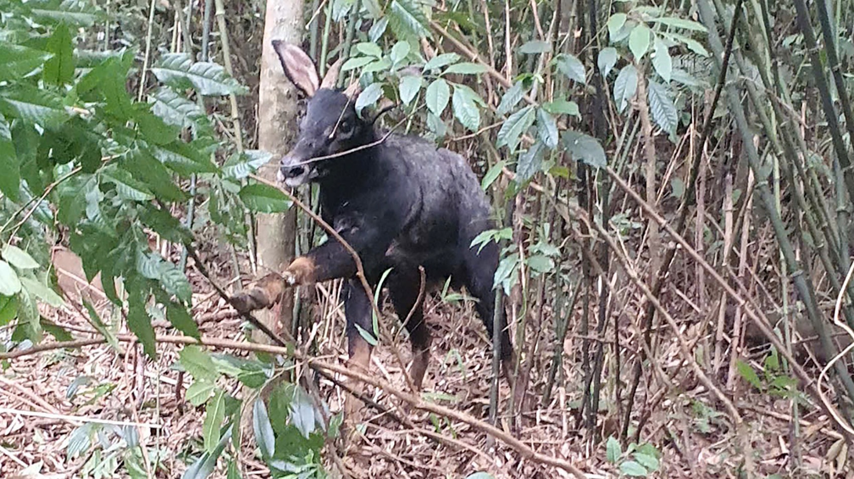 Giai cuu son duong quy hiem dinh bay trong rung sau o Nghe An hinh anh